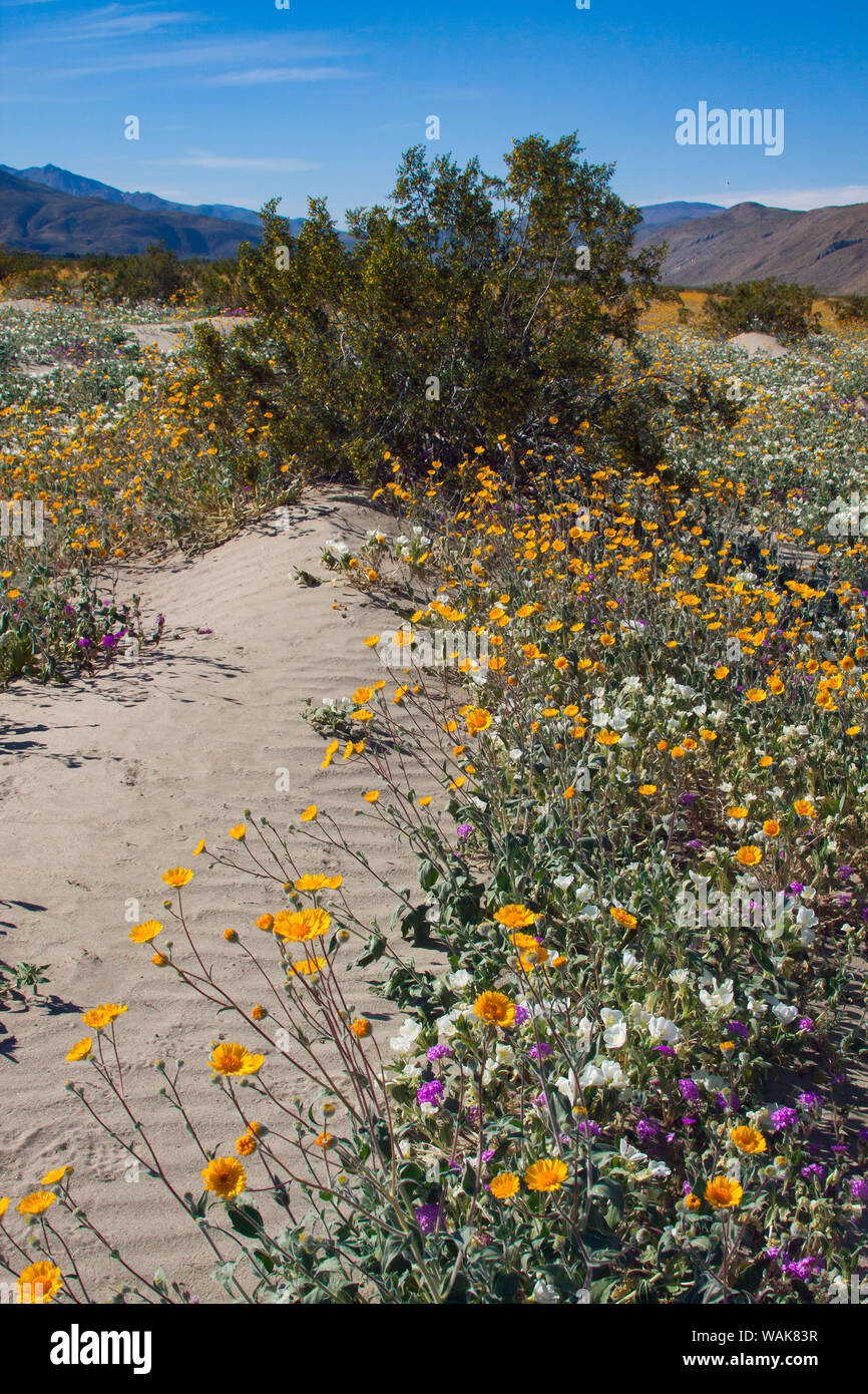 Wildblumen, Anza Borrego Desert State Park, Kalifornien Stockfoto