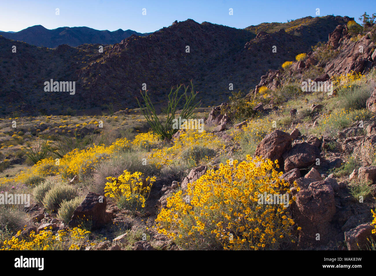 Wildblumen, Joshua Tree National Park, Kalifornien Stockfoto