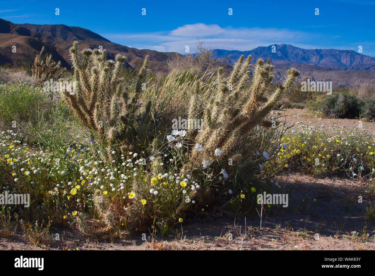 Wildblumen, Anza Borrego Desert State Park, Kalifornien Stockfoto