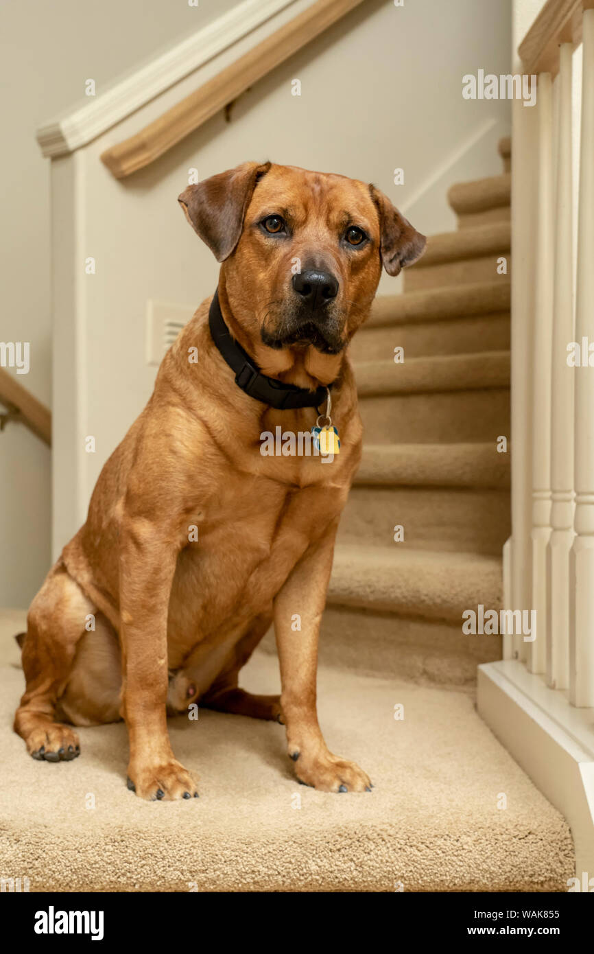 Red Fox (oder foxred) Labrador sitzen auf die Landung eines Treppenhaus. (PR) Stockfoto