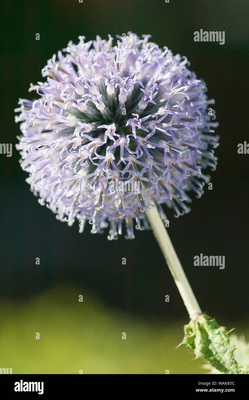 Seattle, Washington State, USA. Kleine Kugel Thistle (Echinops ritro) Blüte. Es ist attraktiv für Insekten und Vögel, aber ungenießbar zu Hirsch. Stockfoto