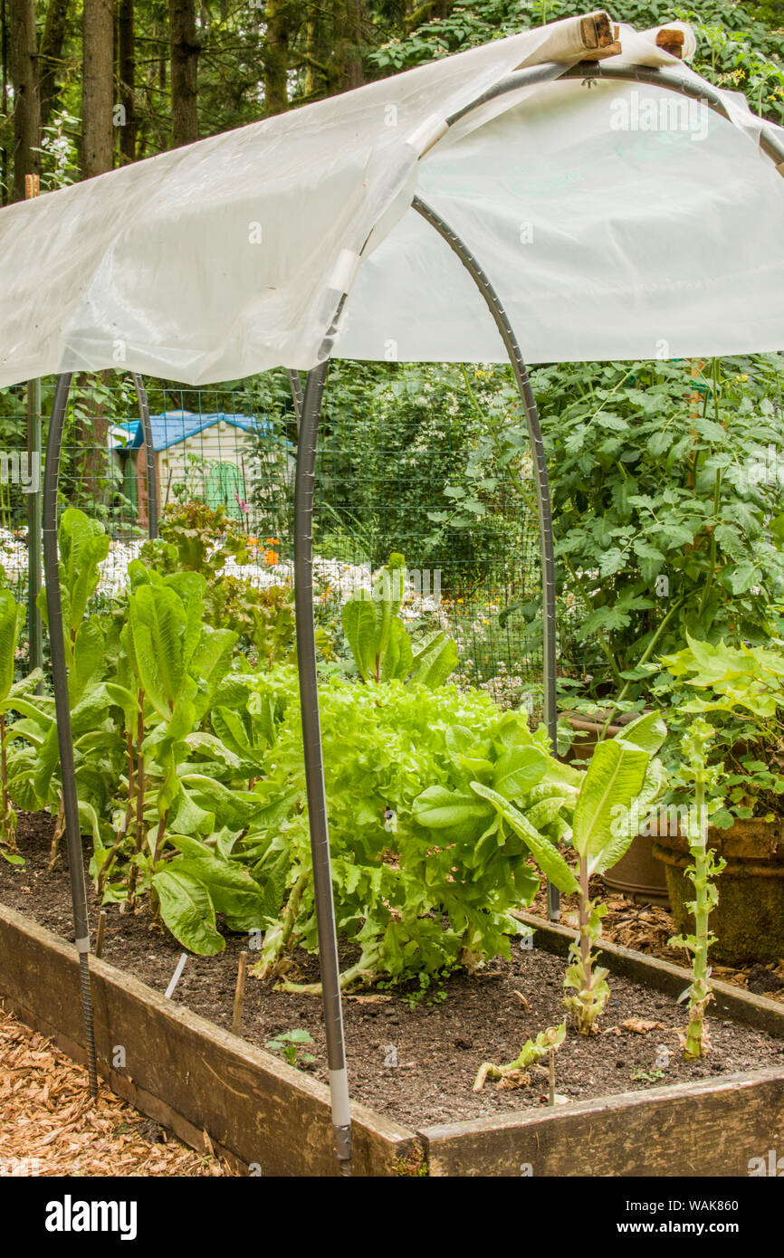 Issaquah, Washington State, USA. Kopfsalat wächst in einem überdachten erhöhten Bett Garten, es von der Regen zu schützen und eine längere Vegetationsperiode zu geben. Stockfoto