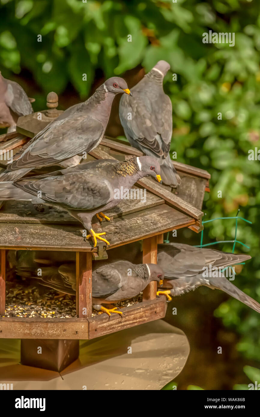 Issaquah, Washington State, USA. Herde von Band-tailed Tauben cramming in ein Same Bird Feeder. Stockfoto