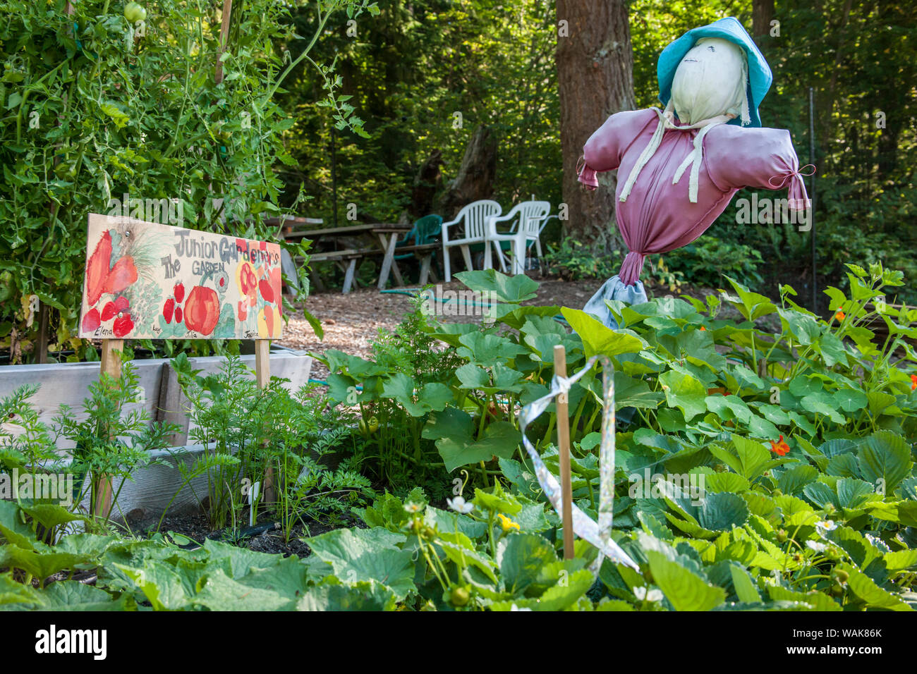 Issaquah, Washington State, USA. Junior Gärtner angehobener ein Garten in einem gemeinschaftlichen Garten, komplett mit einem Mädchen vogelscheuche sie gemacht. Wachsende sind Karotten, nasturtiums, Squash und Erdbeeren. Stockfoto