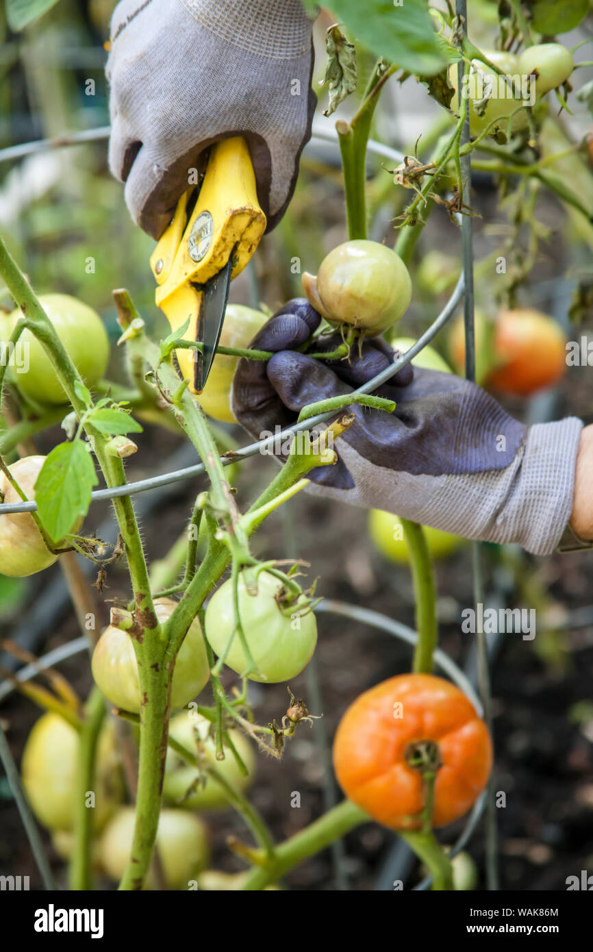 Issaquah, Washington State, USA. Frau abschneiden Gold Nugget Cherry Tomaten mit Kraut- und Knollenfäule (Phytophthora infestans) Krankheit. (MR) Stockfoto