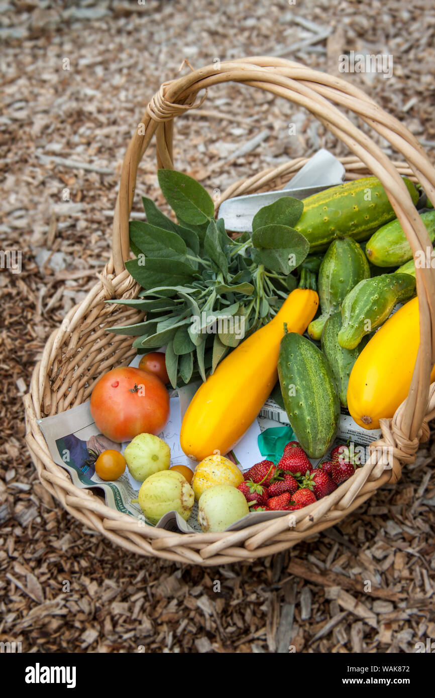Issaquah, Washington State, USA. Korb mit frisch geernteten Produkten, einschließlich Zitrone und grüne Gurken, gelb Sommer Squash, Erdbeeren und Tomaten. Stockfoto