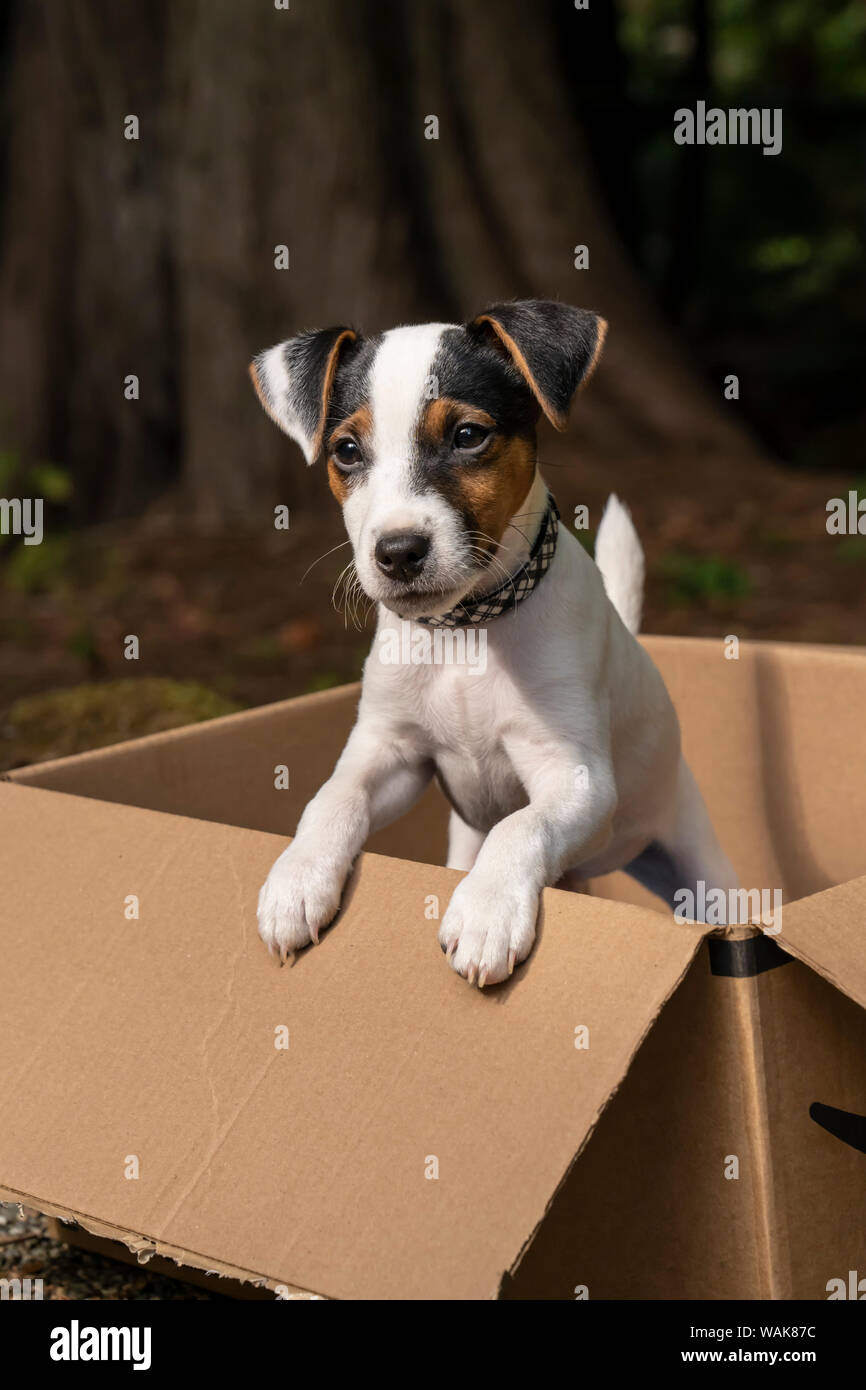 Issaquah, Washington State, USA. Zwei Monate alten Jack Russell Terrier in einem Karton posieren. (PR) Stockfoto