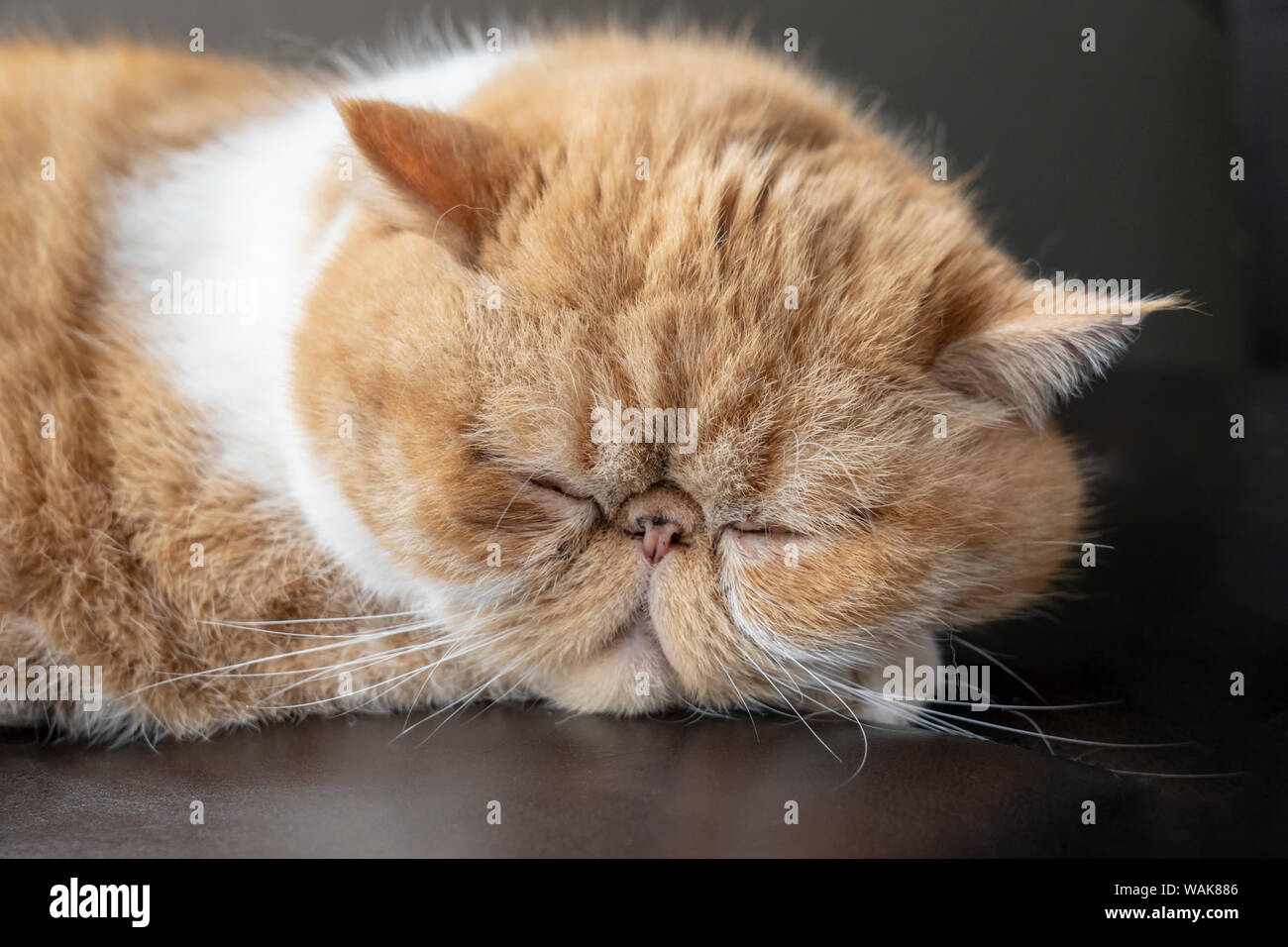 Porträt eines Schlafenden reinrassigen Exotic Shorthair Katze. Die exotischen Kurzhaar ist eine Brut der Katze entwickelt eine kurze, blonde Variante des Persischen. (PR) Stockfoto