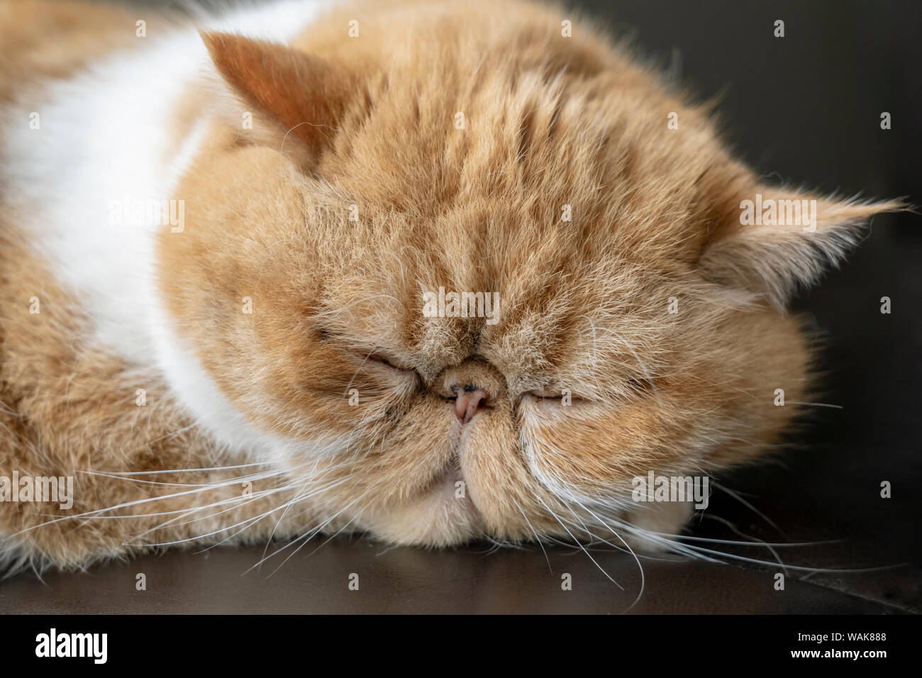 Porträt eines Schlafenden reinrassigen Exotic Shorthair Katze. Die exotischen Kurzhaar ist eine Brut der Katze entwickelt eine kurze, blonde Variante des Persischen. (PR) Stockfoto