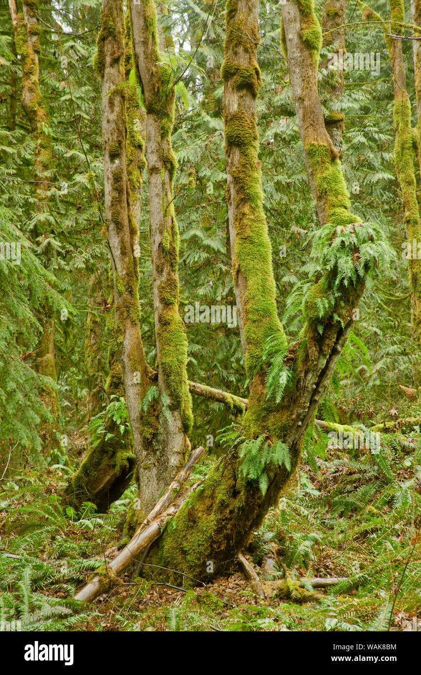 Squak Mountain State Park in Issaquah, Washington State, USA. Süßholz Farne wachsen aus der Seite eines bemoosten Baum, mit westlichen Schwert Farne auf dem Boden herum. Stockfoto