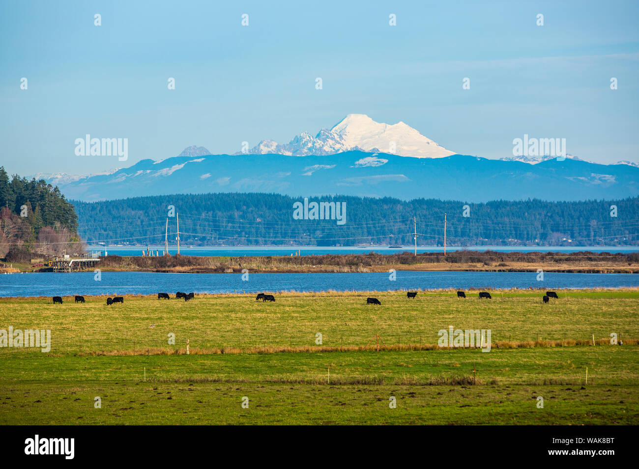 Whidbey Island, Washington State. Schneebedeckten Mount Baker, der Puget Sound, schwarze Kühe und eine Weide Stockfoto