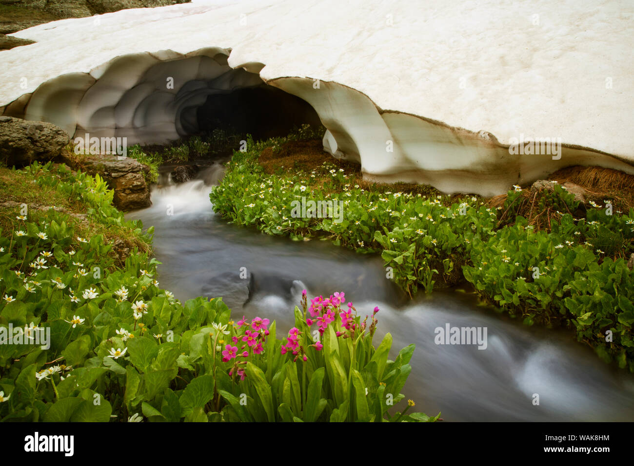 USA, Colorado, San Juan Berge. Stream hetzen unter Schnee Bank. Credit: Don Grall/Jaynes Galerie/DanitaDelimont.com Stockfoto