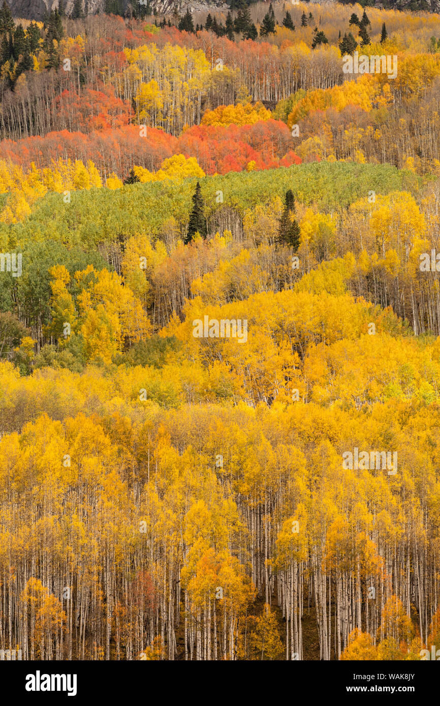 USA, Colorado Gunnison National Forest. Wald im Herbst Farben. Credit: Don Grall/Jaynes Galerie/DanitaDelimont.com Stockfoto