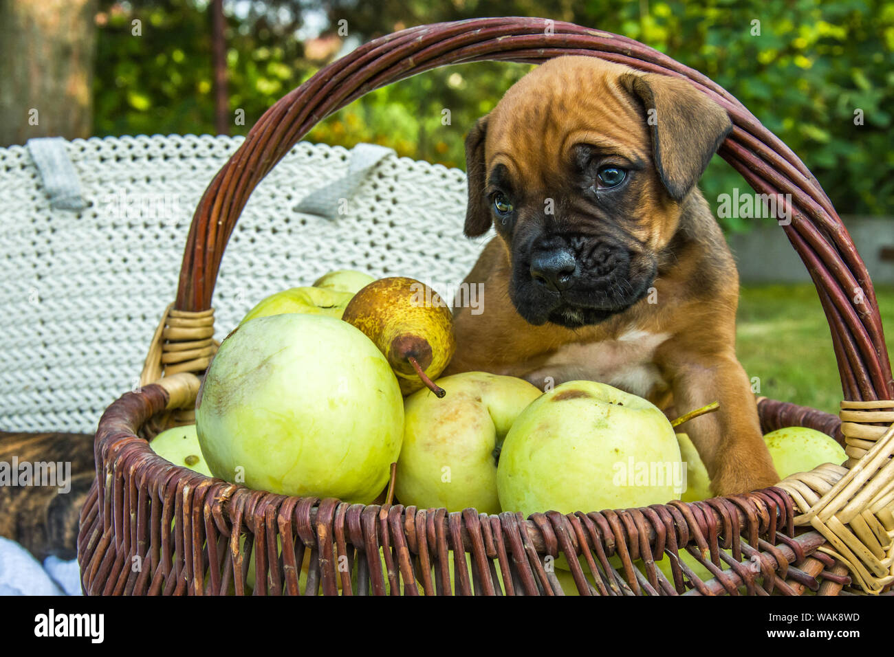 Kleine Boxer Hund in einem Korb mit grünen Äpfeln Stockfoto