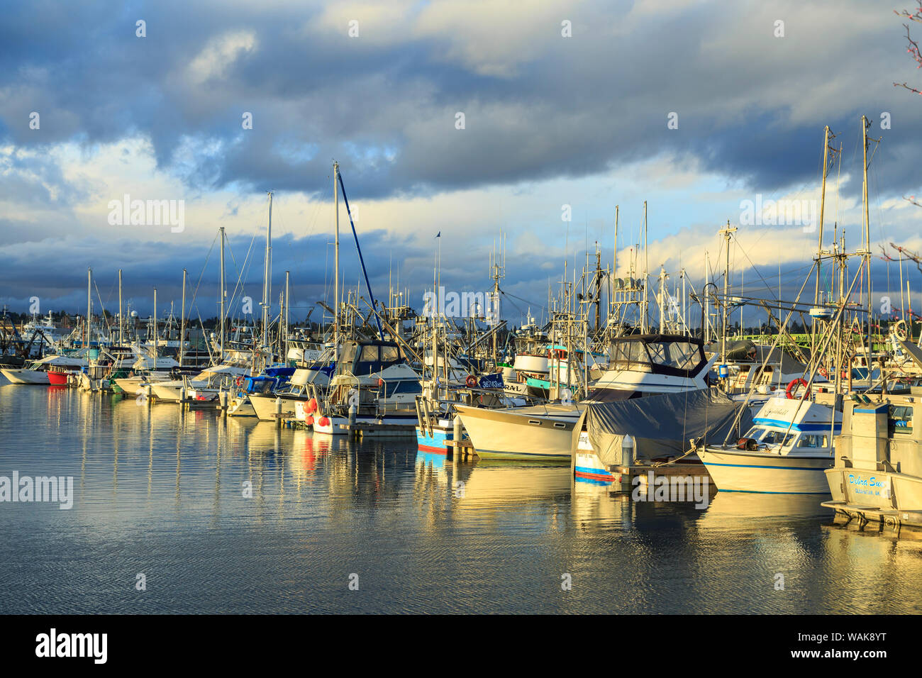 Der kommerzielle Fischfang und privates Vergnügen Boote an der Fischer-Terminal, die Salmon Bay, Ballard, Seattle, Washington State, USA. (Redaktionelle nur verwenden) Stockfoto