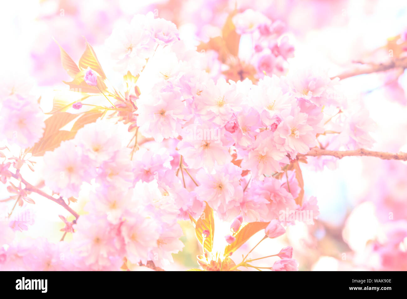 Washington Park Arboretum, Frühlingsblumen, Seattle, Washington State, USA Stockfoto