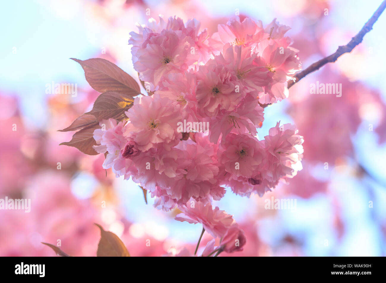 Washington Park Arboretum, Frühlingsblumen, Seattle, Washington State, USA Stockfoto