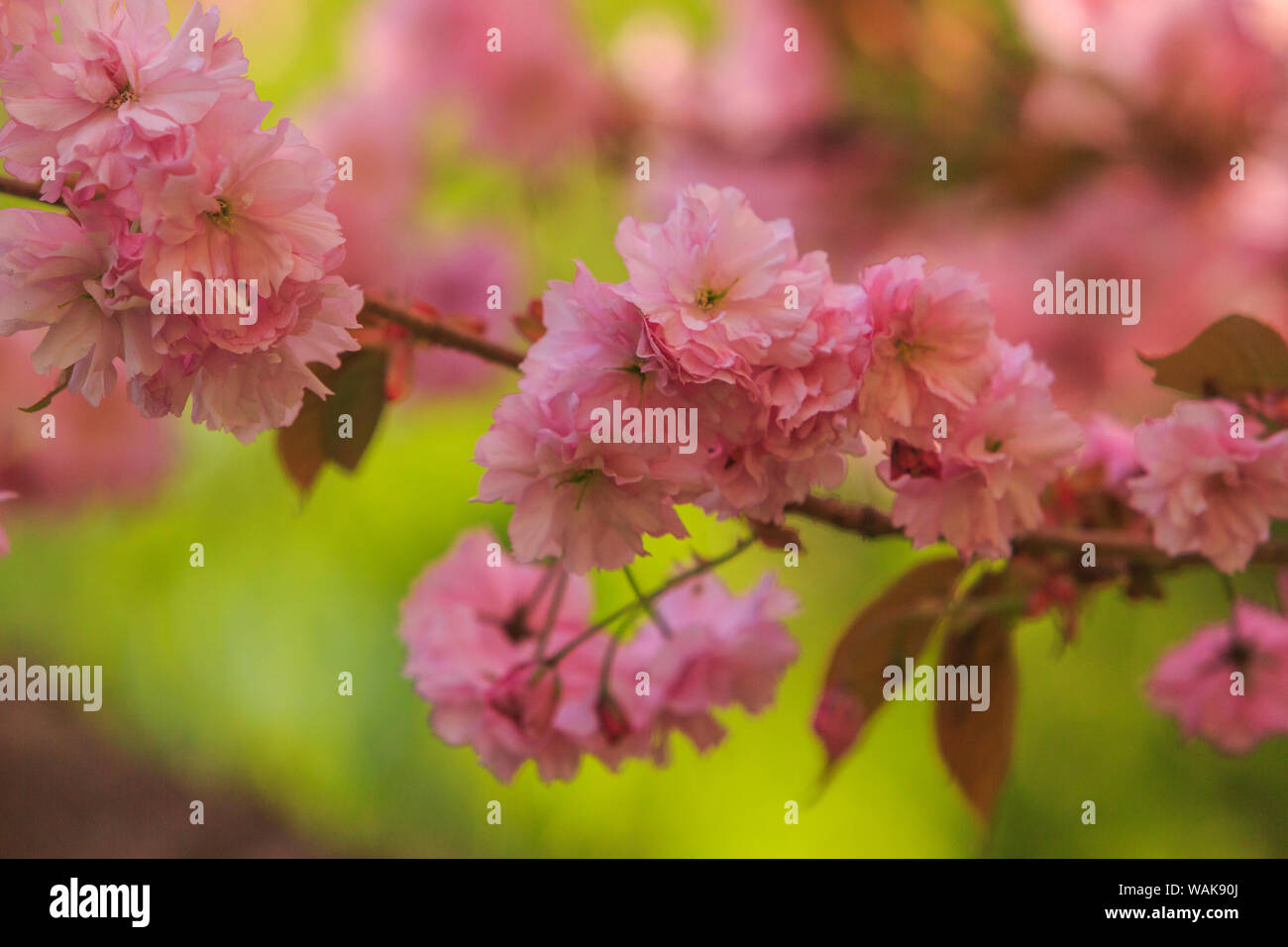 Washington Park Arboretum, Frühlingsblumen, Seattle, Washington State, USA Stockfoto