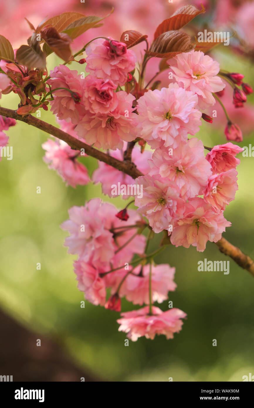 Washington Park Arboretum, Frühlingsblumen, Seattle, Washington State, USA Stockfoto