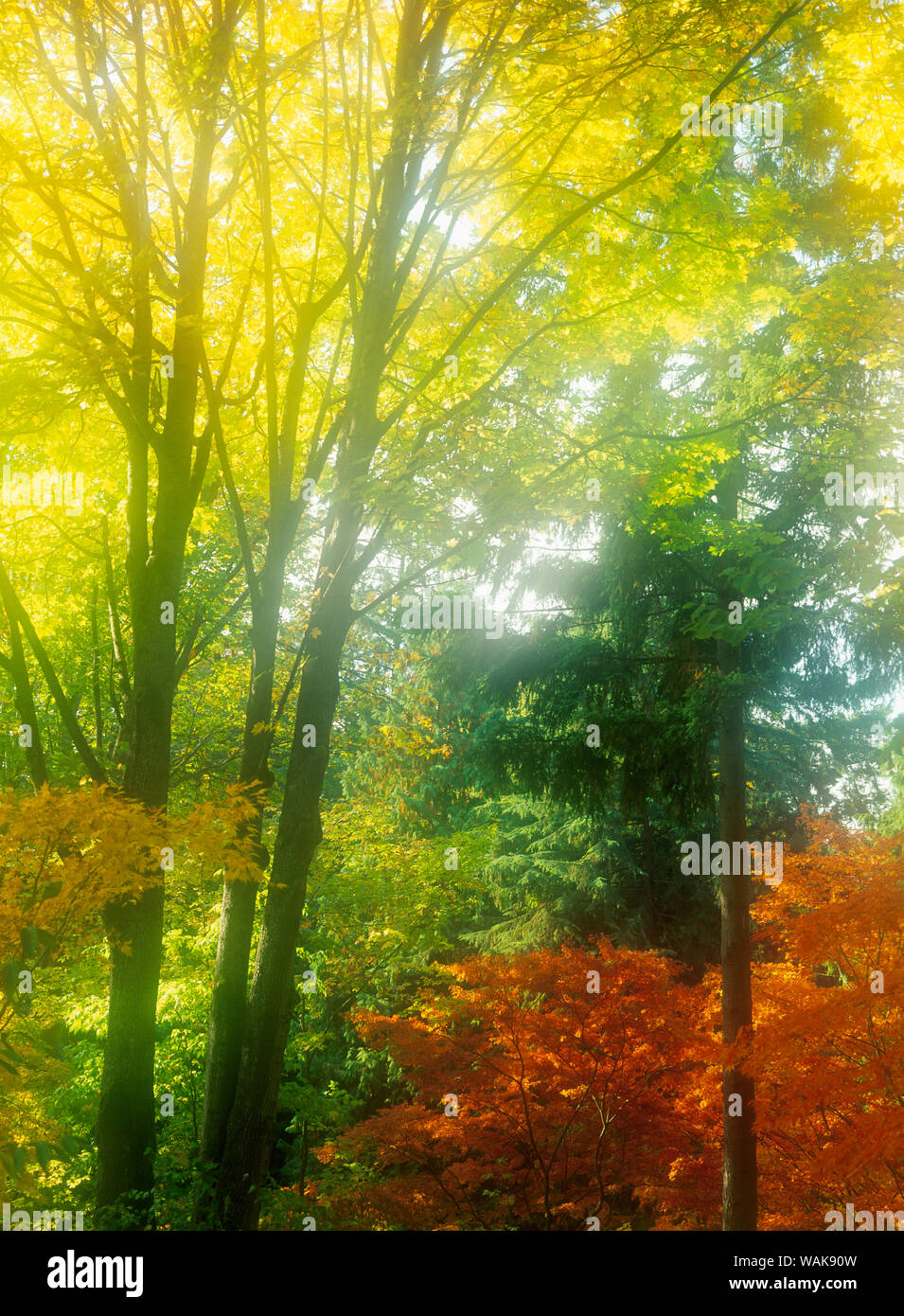 Bunte Bäume im Nebel, Washington Park Arboretum, Japanischer Garten, Seattle, Washington State, USA Stockfoto