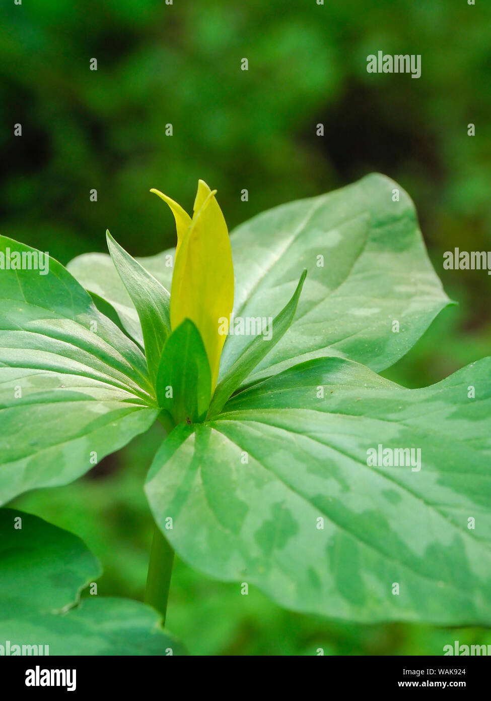USA, Delaware. Eine gelbe Trillium, Trillium erectum, T. luteum, in einem wildflower Garten wachsen. Stockfoto