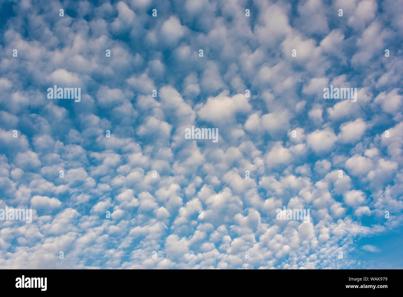 USA, Washington State. Makrele Himmel macht überzeugende Muster in den strahlend blauen Himmel Stockfoto