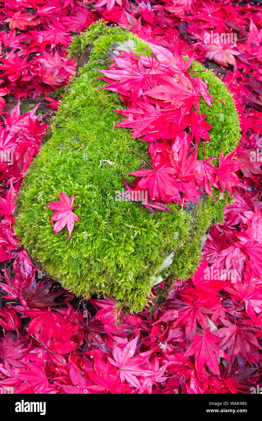 USA, Washington State. Gefallenen Herbst japanische Ahornblätter Gegensatz zu Rock und Moos Stockfoto