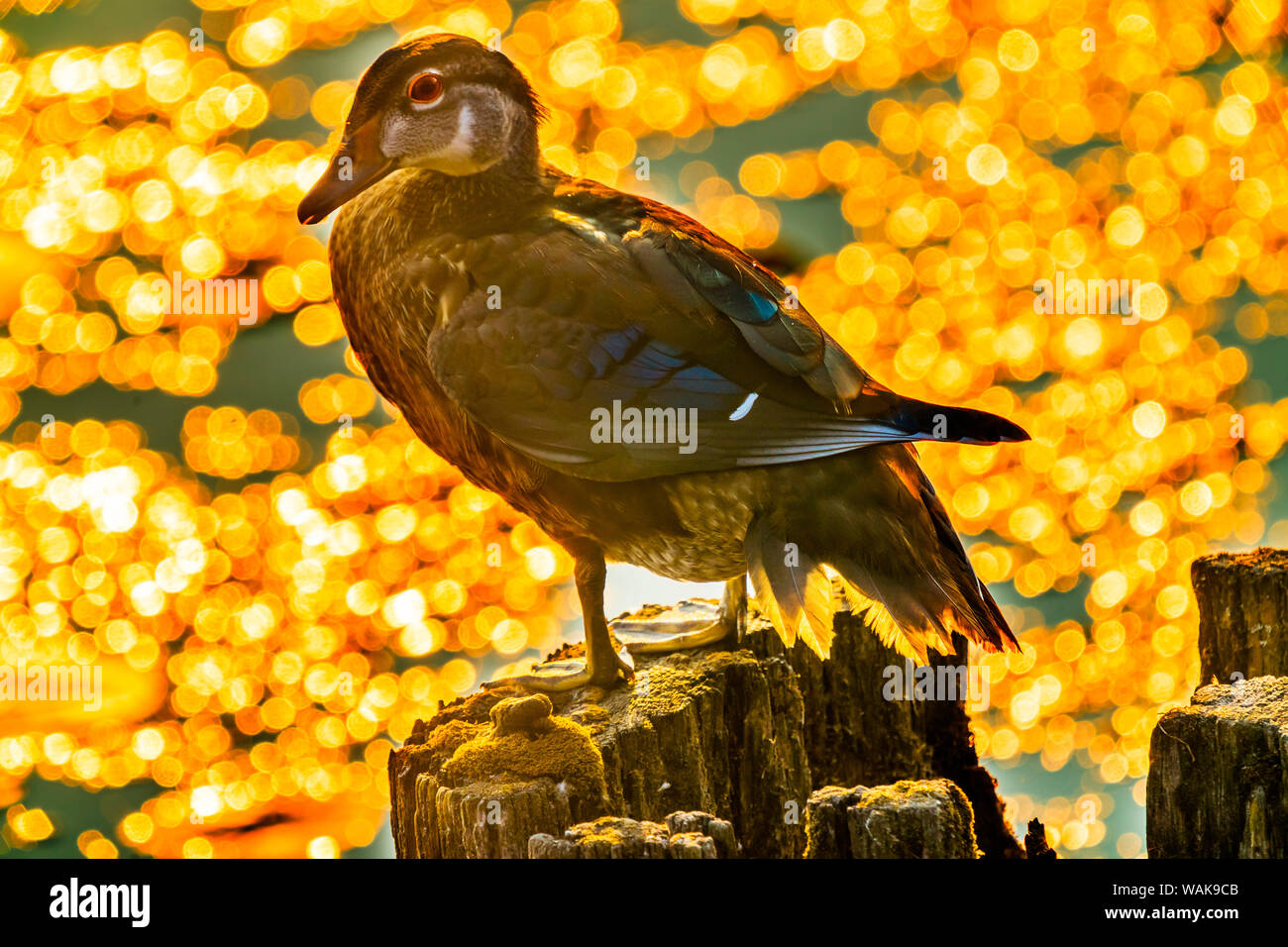Frau Carolina duck (Aix Sponsa) hocken, Juanita Bay Park, Lake Washington, Kirkland, Washington State Stockfoto