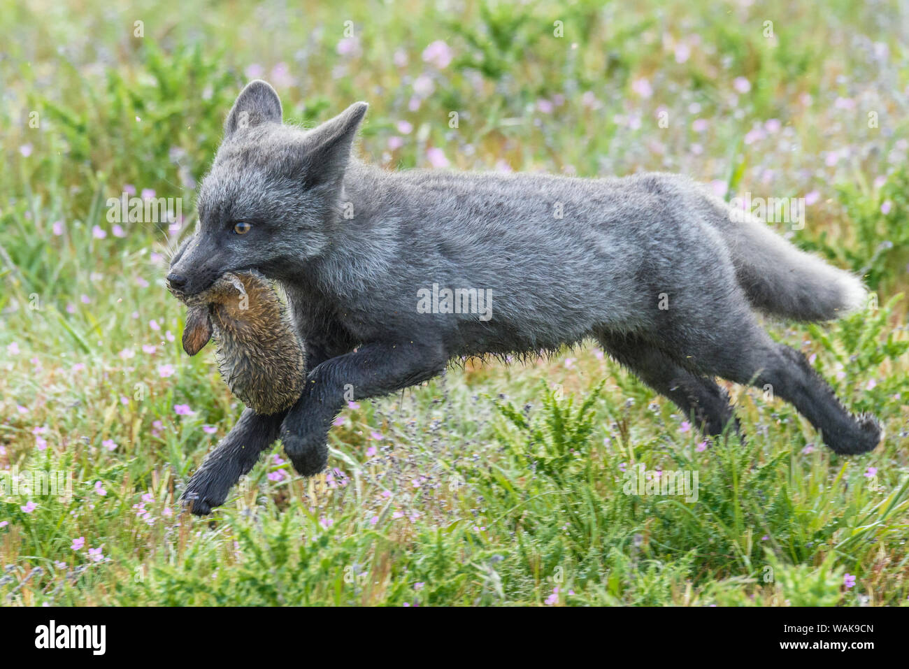 USA, Washington State. Red fox Kit mit Europäischen Kaninchen. Stockfoto