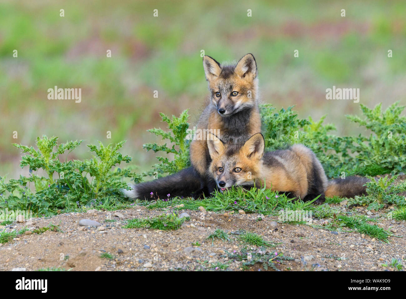 USA, Washington State. Red fox Kits. Stockfoto