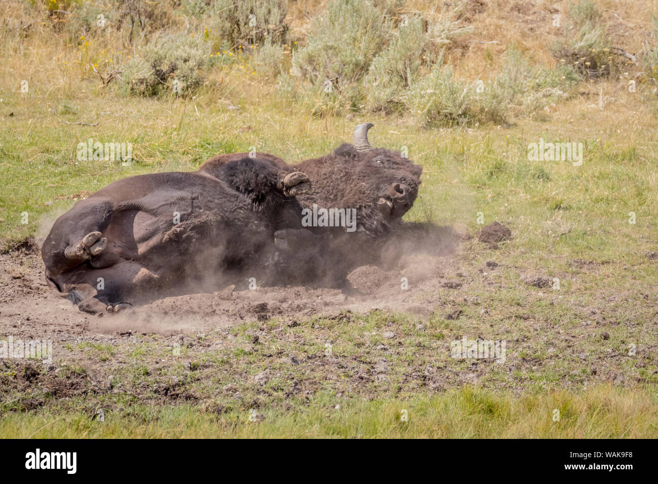 USA, Wyoming, Yellowstone National Park. Büffel in Staub. Credit: Fred Herr/Jaynes Galerie/DanitaDelimont.com Stockfoto