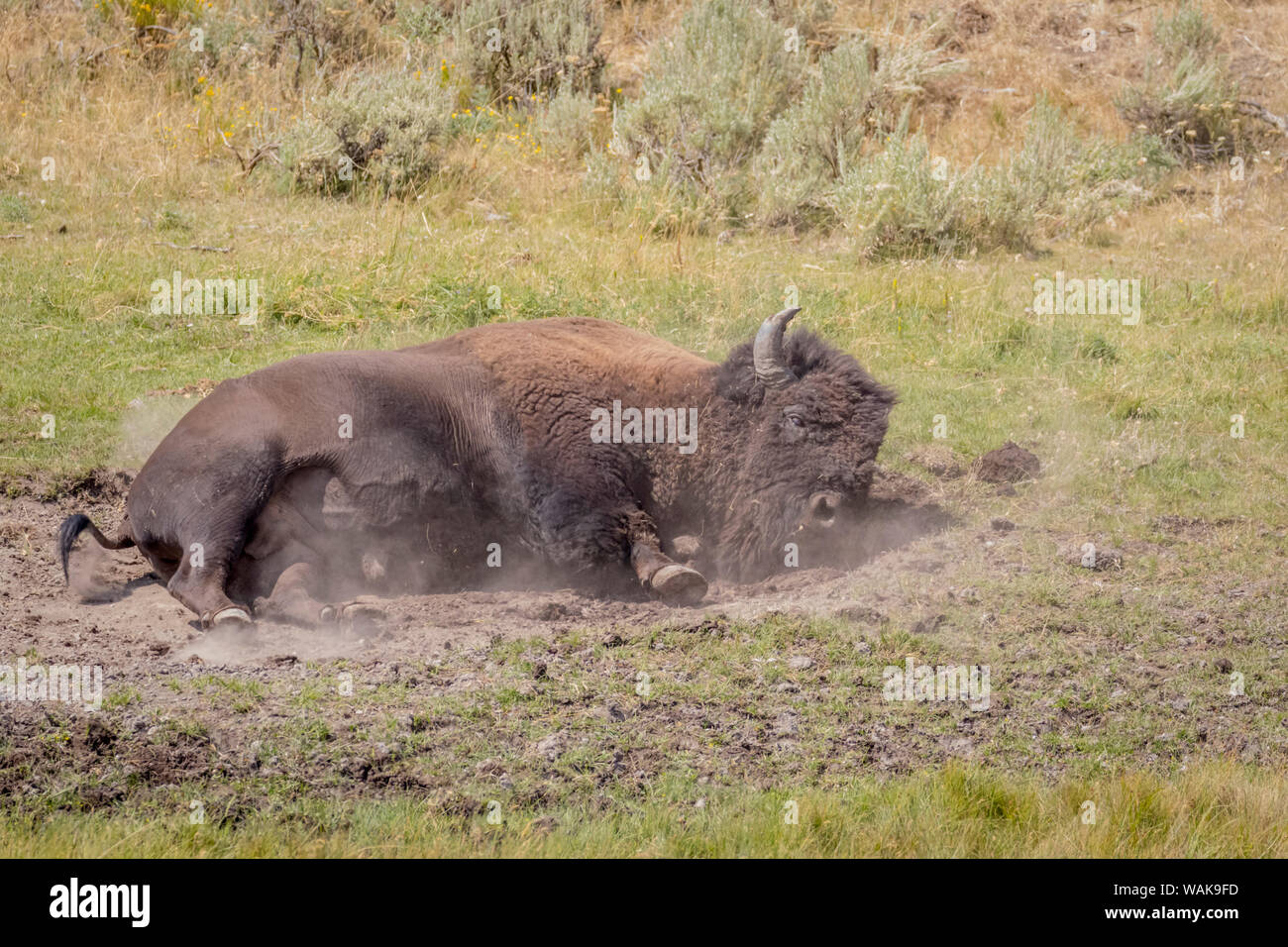 USA, Wyoming, Yellowstone National Park. Büffel in Staub. Credit: Fred Herr/Jaynes Galerie/DanitaDelimont.com Stockfoto