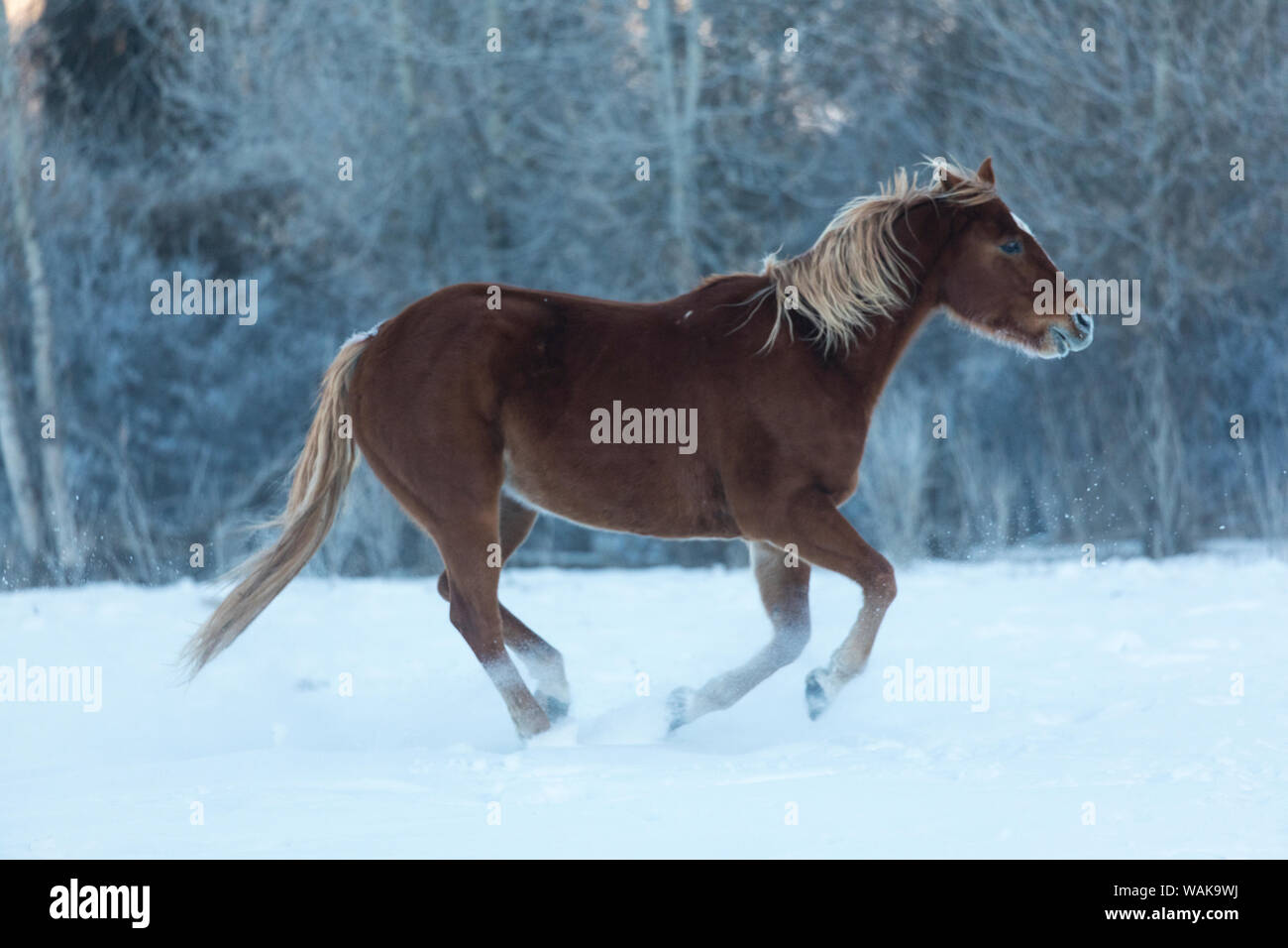 Reiten und Fahren im Winter auf Versteck Ranch, Shell, Wyoming. Pferde im Schnee Stockfoto