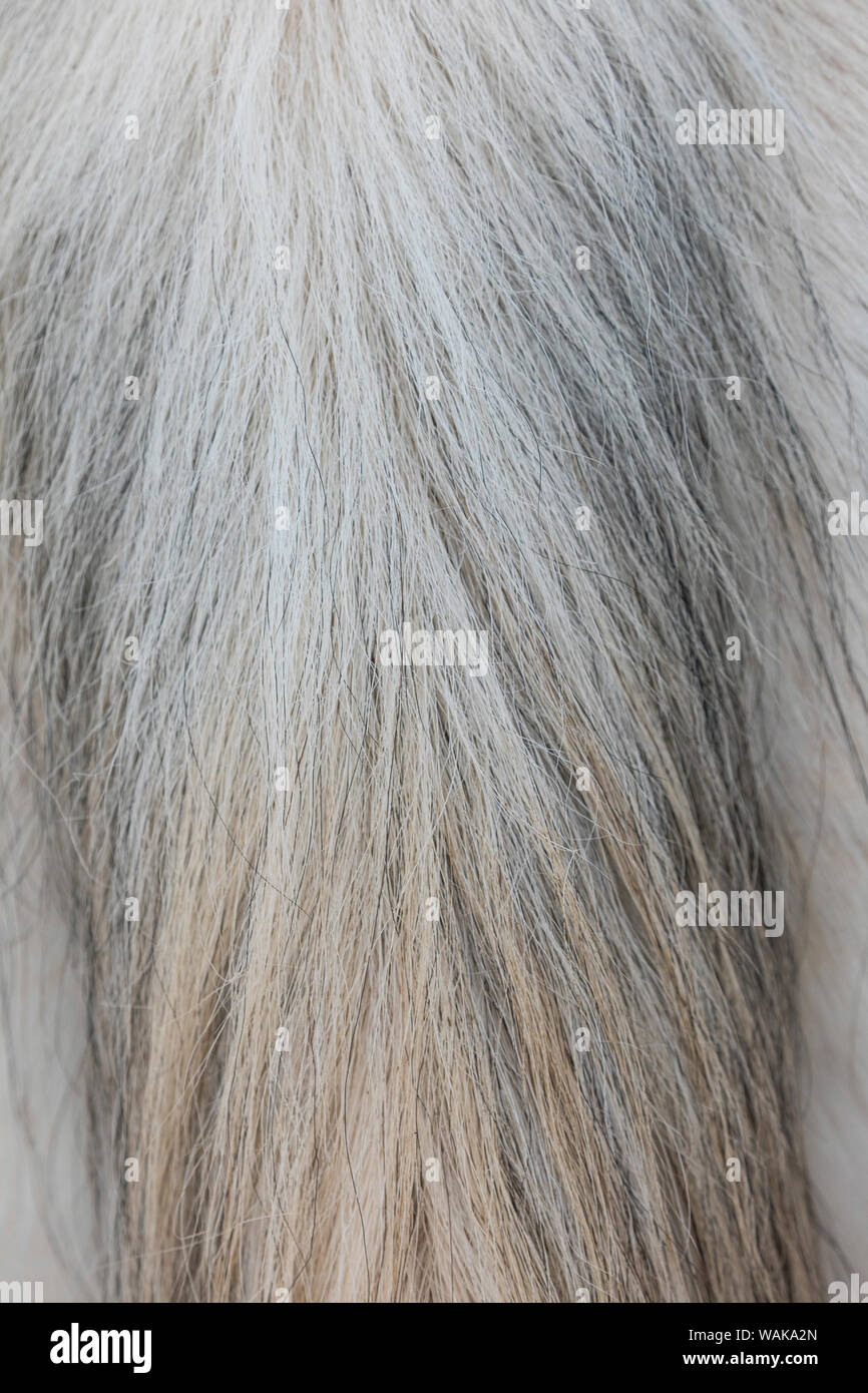 Reiten und Fahren im Winter auf Versteck Ranch, Shell, Wyoming. Pferdeschwanz Stockfoto