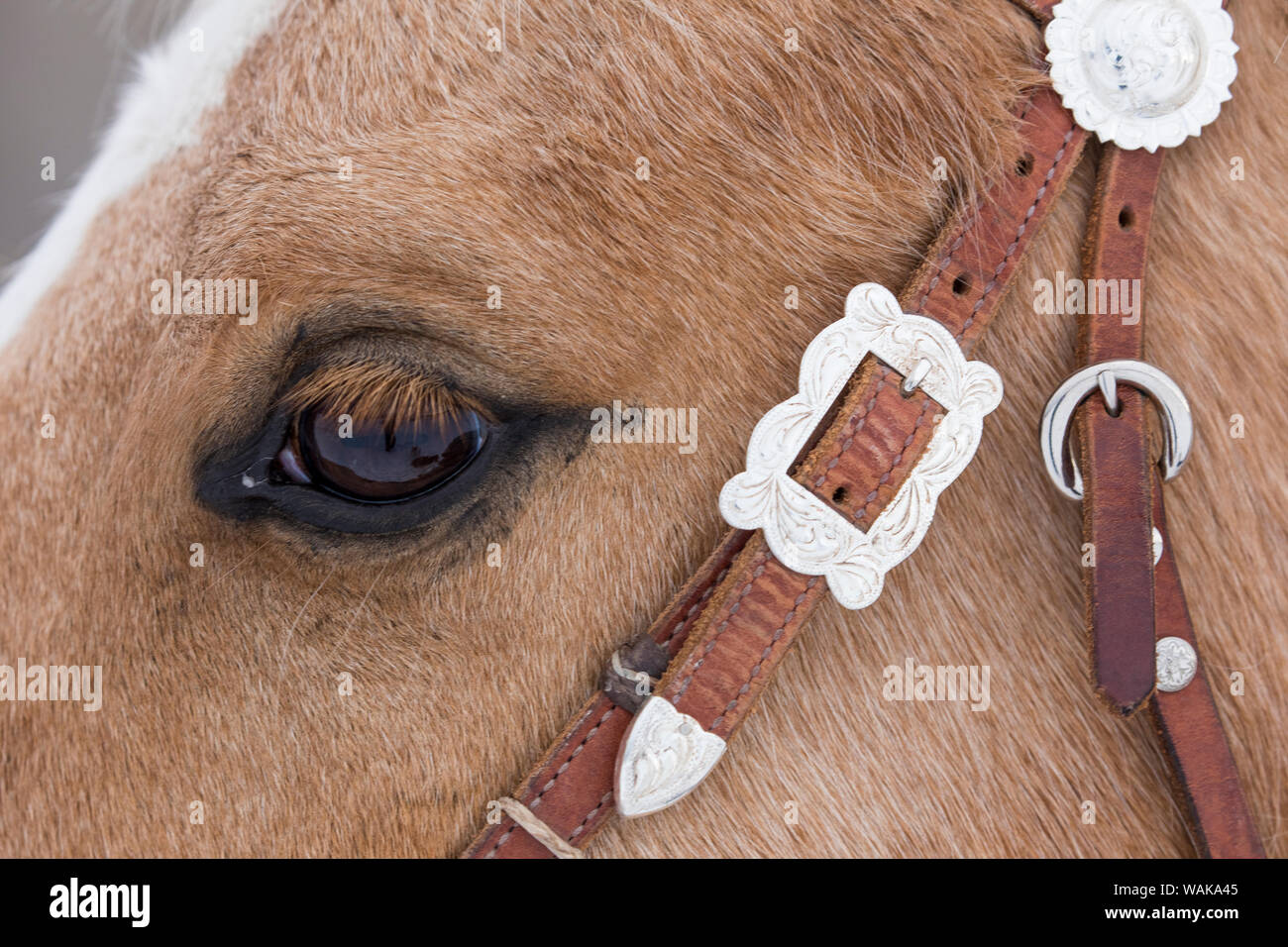 Reiten und Fahren im Winter auf Versteck Ranch, Shell, Wyoming. Pferd in der Nähe von Auge und Zaumzeug. Stockfoto