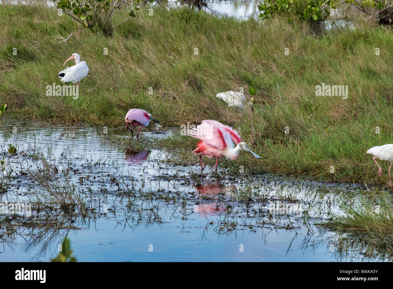 Vögel füttern im Marsh, Merritt Island Wildlife Preserve, Florida, USA Stockfoto