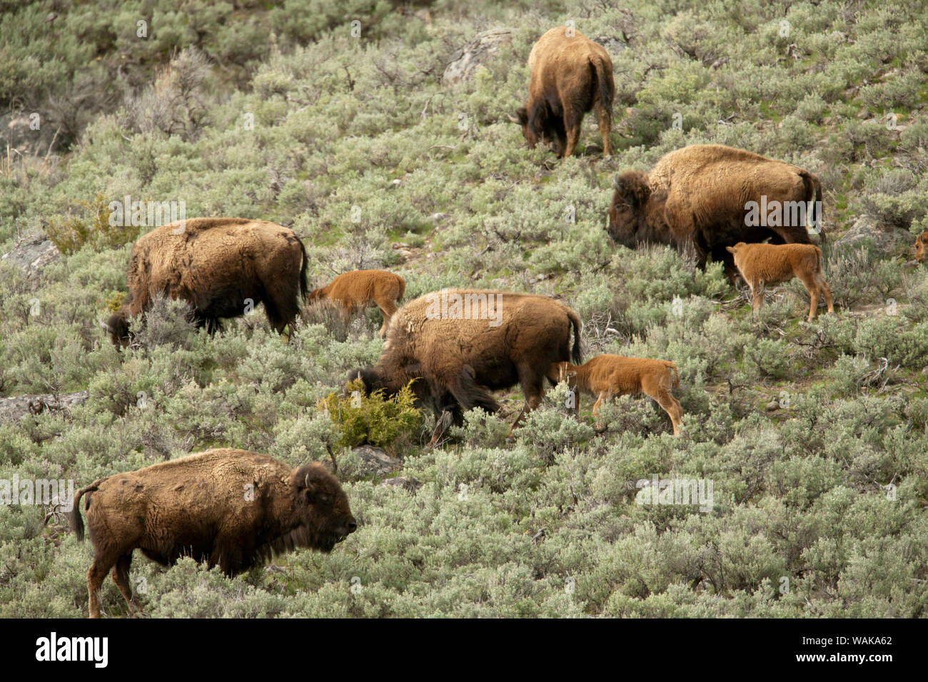 Yellowstone National Park, Wyoming, USA. Weibliche Bison und Kälber zu Fuß einen Hügel hinunter zum Wasser. Stockfoto