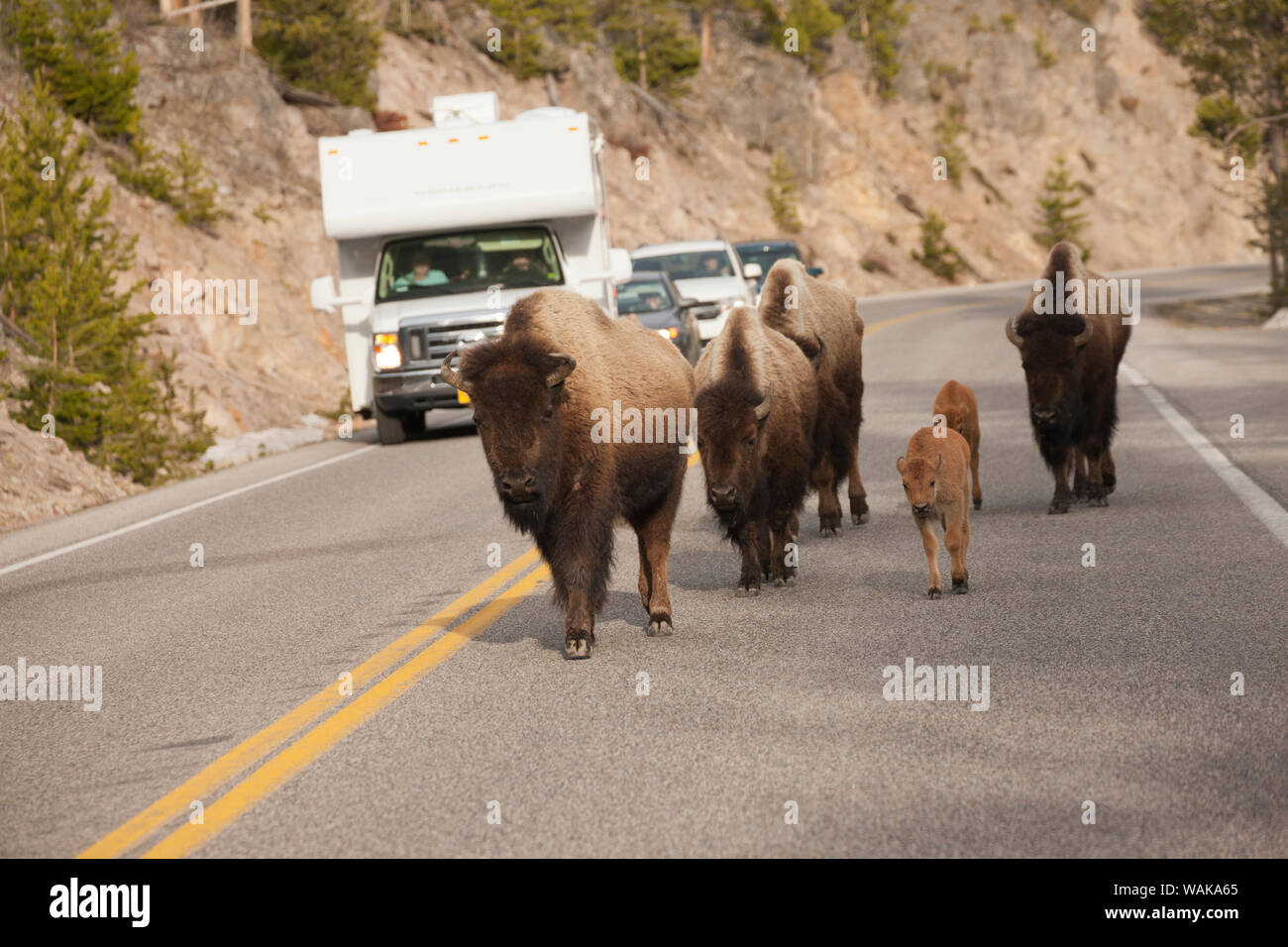 Yellowstone National Park, Wyoming, USA. Bison auf der Mitte der Straße, neben Autos. Stockfoto