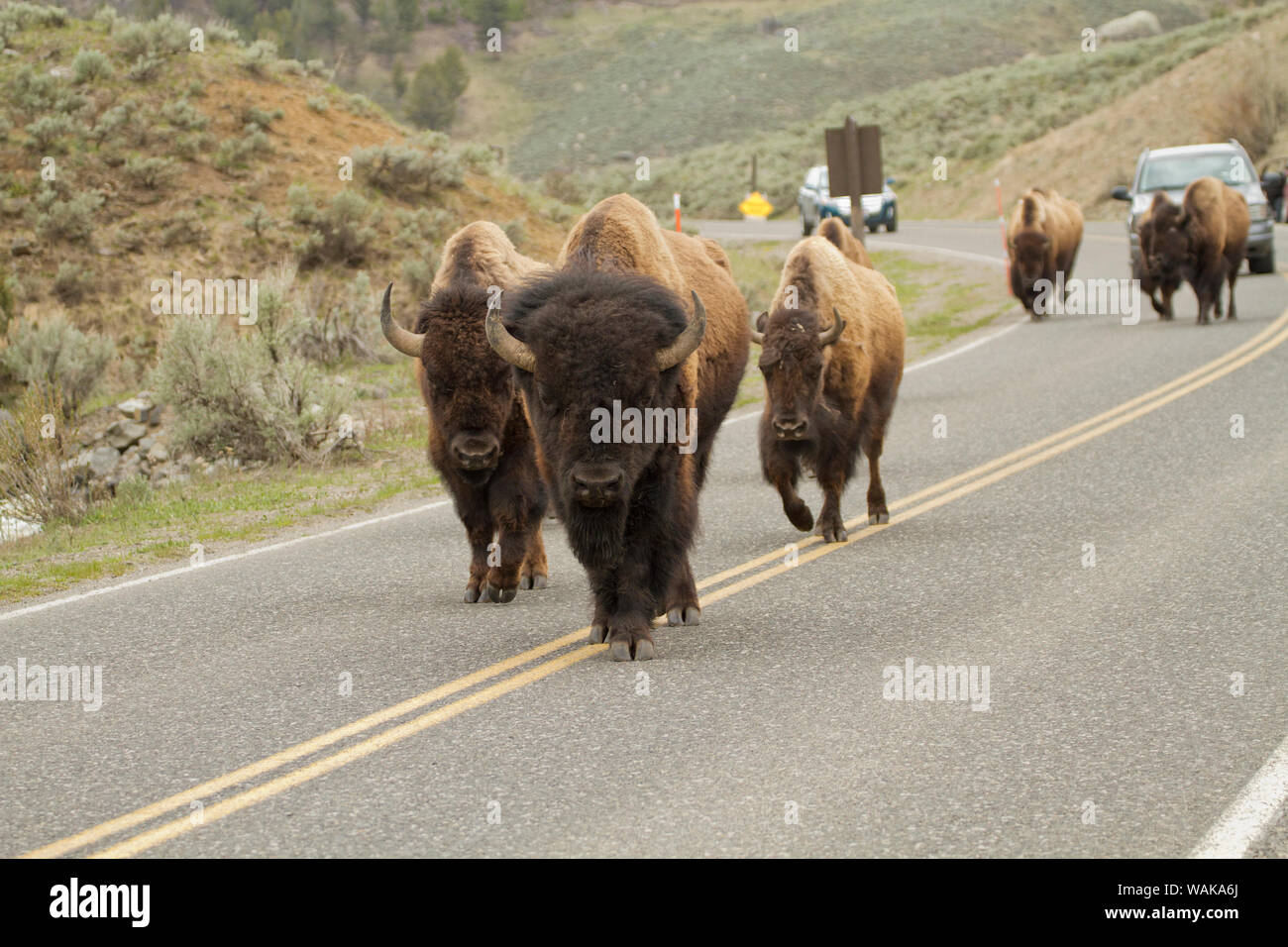 Yellowstone National Park, Wyoming, USA. Bison auf der Mitte der Straße, neben Autos. Stockfoto