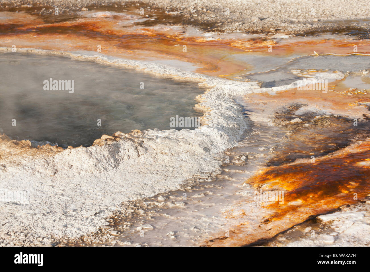Yellowstone National Park, Wyoming, USA. Ohr Frühling. Stockfoto