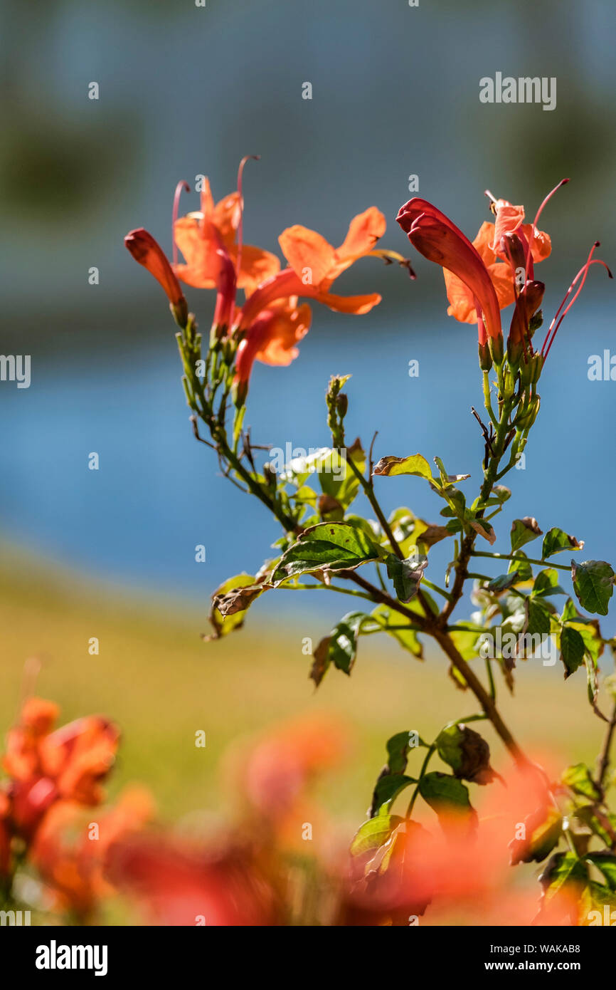 Kap Geißblatt, Florida, USA Stockfoto