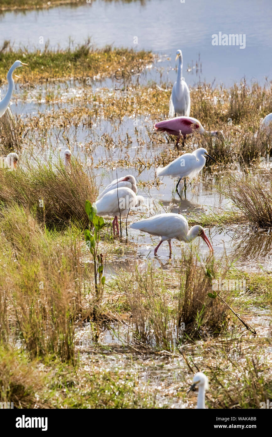 Watvögel Fütterung, Naturschutzgebiet Merritt Island, Florida, USA Stockfoto