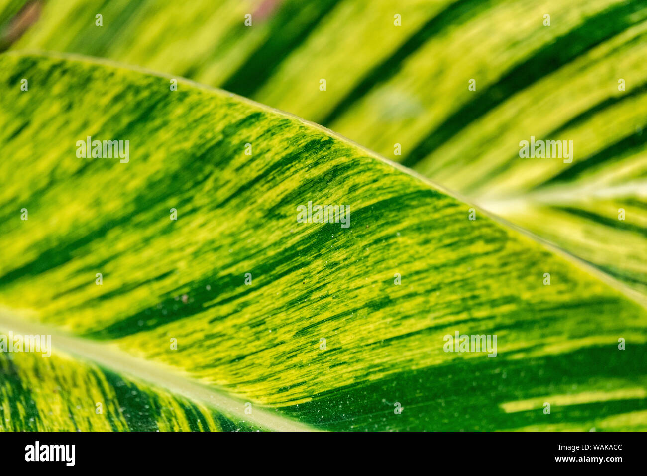 Close-up Epipremnum aureum Blatt, Florida, USA Stockfoto