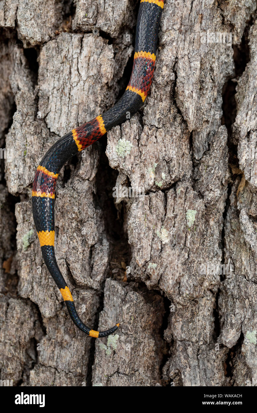 Coral snake (Micrurus fulvius), Schwanz hoch klettern live oak tree, Florida Stockfoto