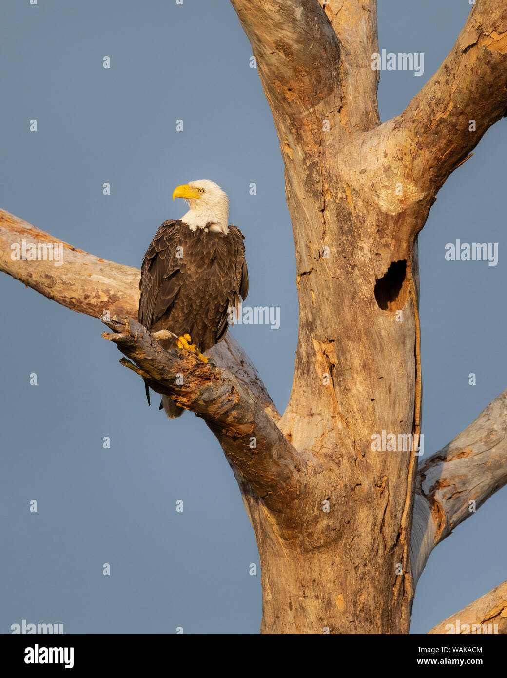 Der Weißkopfseeadler (Haliaeetus leucocephalus), Ft. Myers, Florida Stockfoto