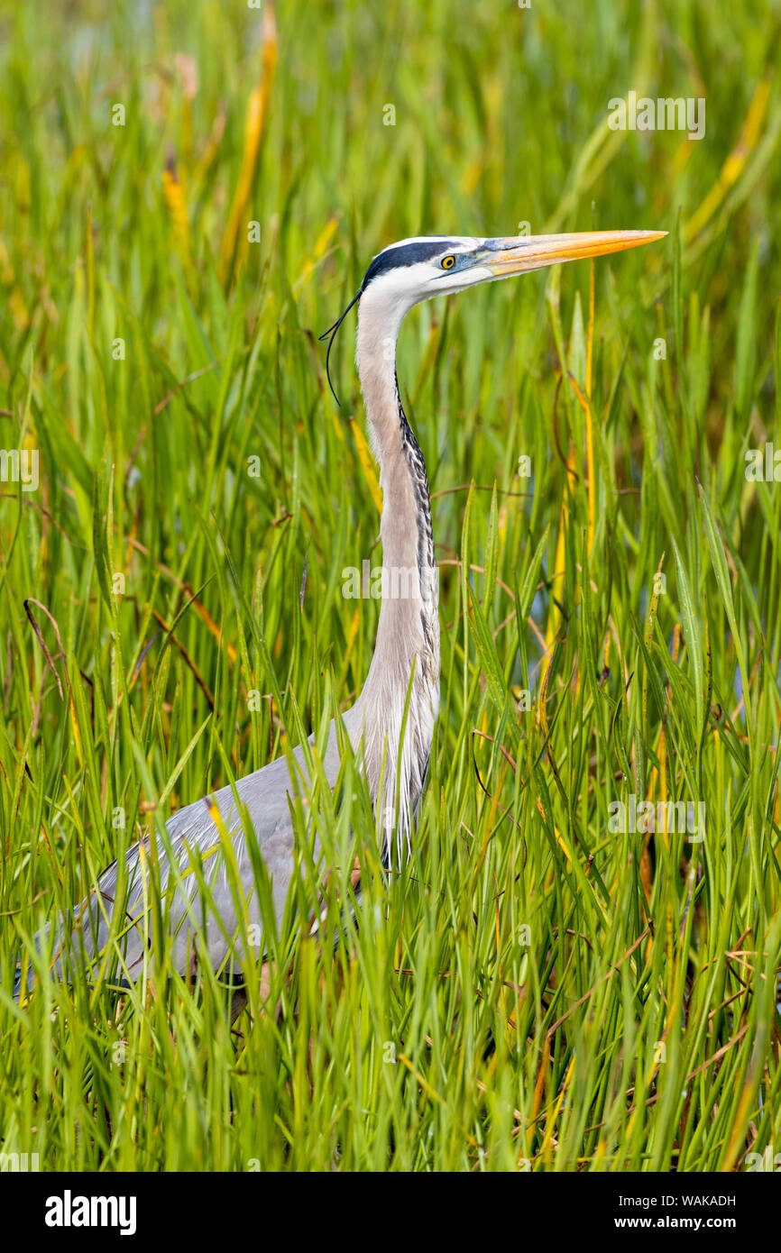 Great Blue Heron (Ardea Herodias). Viera Wetlands, Brevard County, Florida. Stockfoto