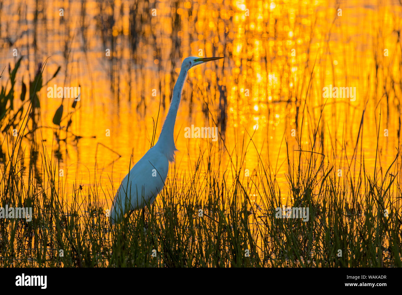Silberreiher (Ardea alba) bei Sonnenuntergang. Viera Wetlands, Brevard County, Florida. Stockfoto