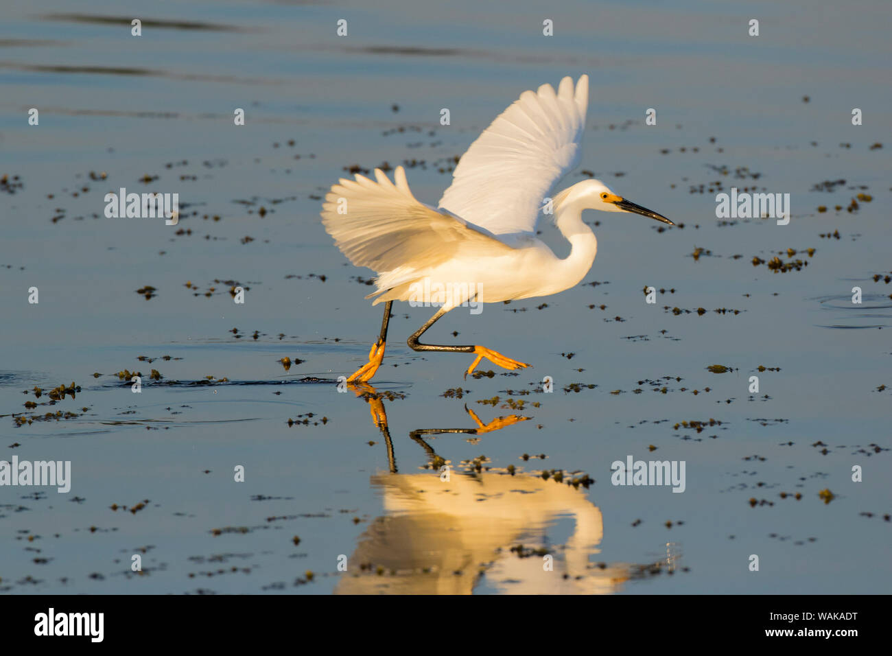 Snowy Egret (Egretta thula) Fuß ziehen Verhalten. Viera Wetlands, Brevard County, Florida. Stockfoto