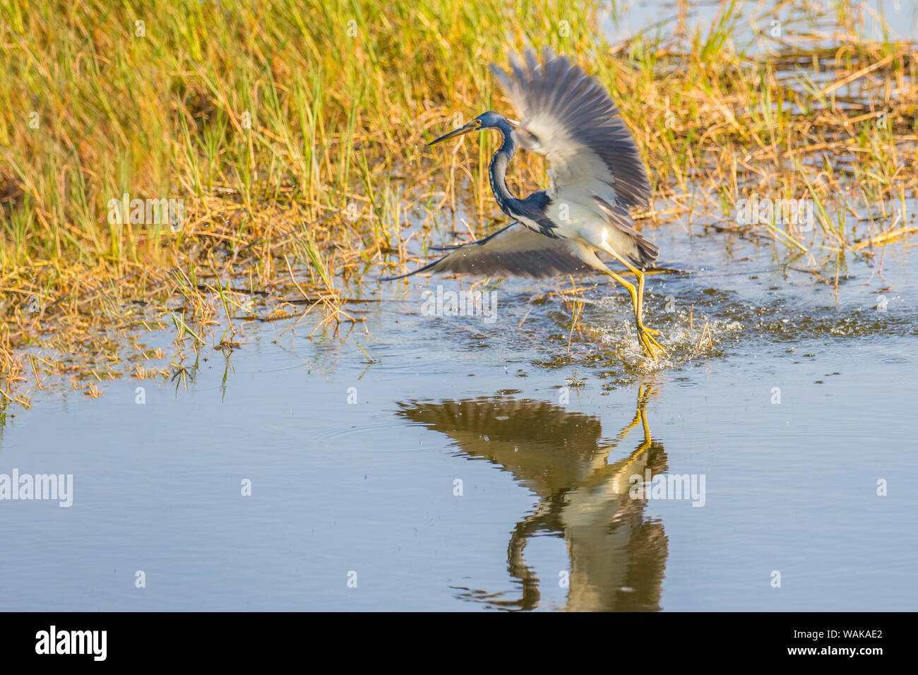 Dreifarbige Heron (Egretta tricolor) Schleifen verhalten. Viera Wetlands, Brevard County, Florida. Stockfoto