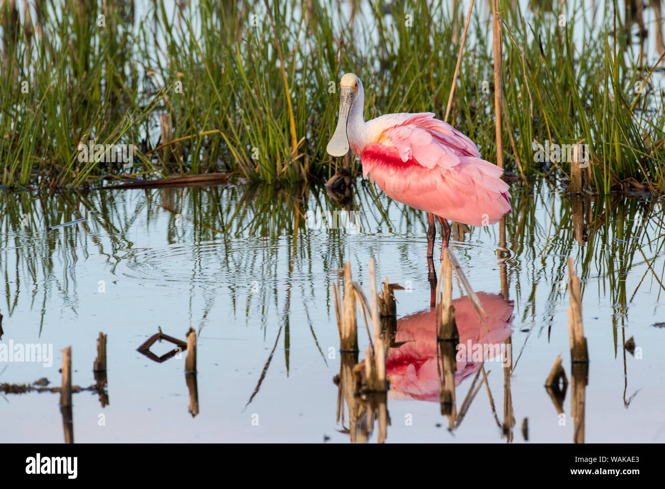 Rosalöffler (Platalea ajaja). Viera Wetlands, Brevard County, Florida. Stockfoto